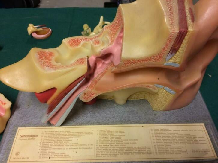 demonstratie model menselijk oor Marcus Sommer DS3/DS5